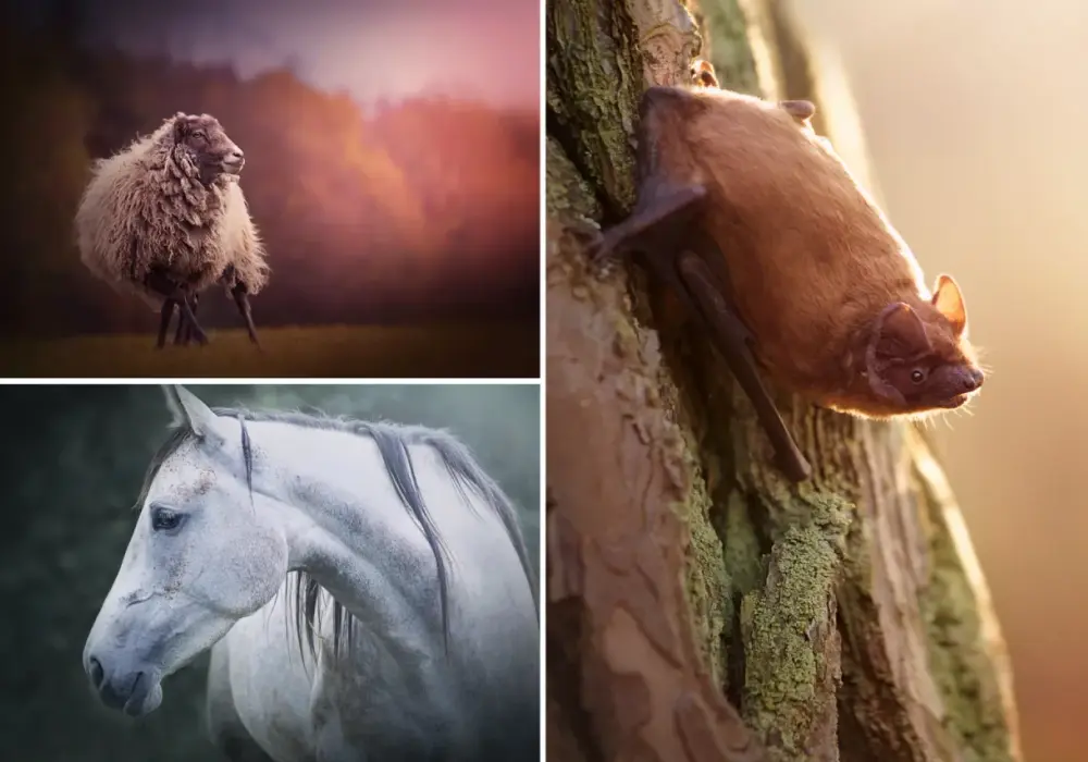 Ile zarabia fotograf zwierzęcy? Zaskakujące fakty o dochodach