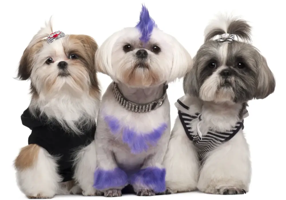Shih Tzu fryzury: Inspiracje i praktyczne porady dla Twojego psa