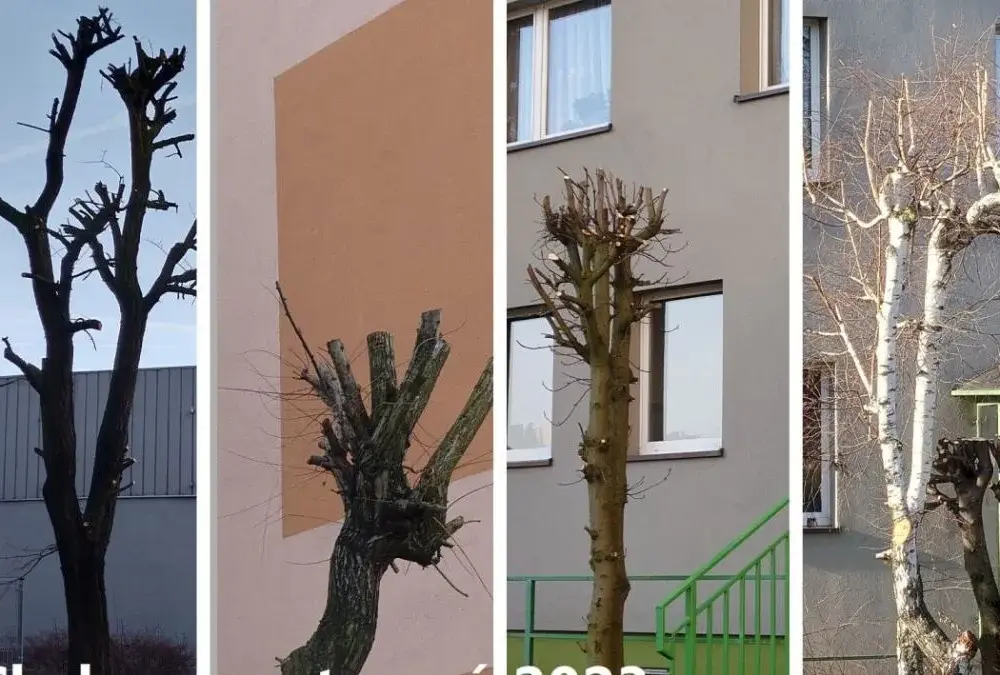 Jakie drzewa sadzić na osiedlach, by uniknąć problemów z infrastrukturą?