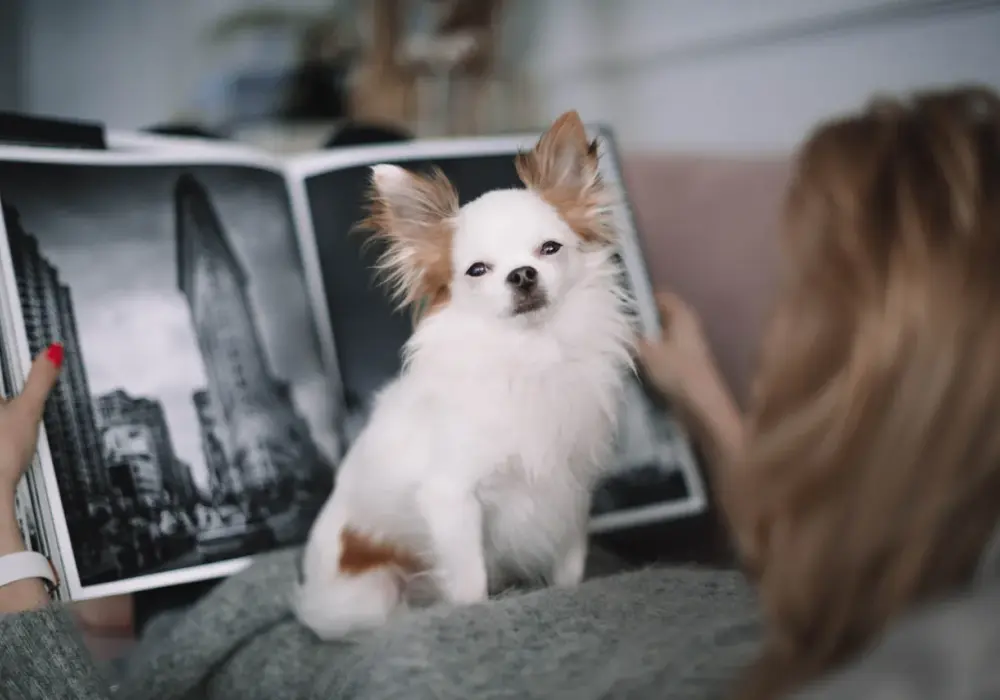 Chihuahua długowłosa gubi sierść? Sprawdź, jak sobie radzić!