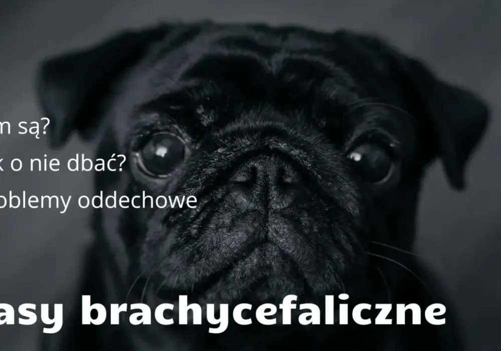 Psy brachycefaliczne: Urok czy cierpienie? Jak dbać o zdrowie?