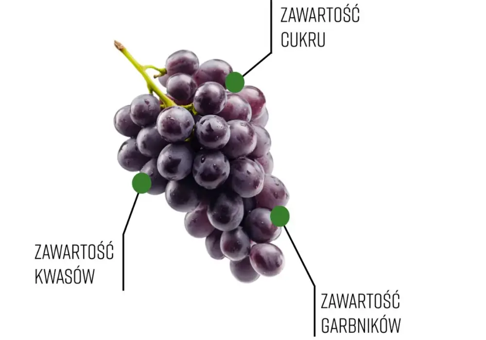 Kiedy zbierać winogrona na wino? Sprawdź kluczowe wskaźniki