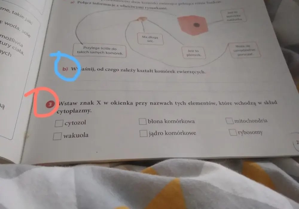 Kształt komórki zwierzęcej - Dlaczego funkcja decyduje o wyglądzie?