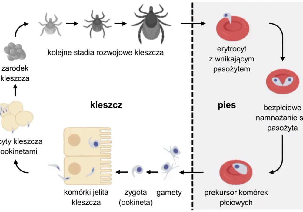 Cykle rozwojowe protistów - Jak zrozumieć logikę tych schematów?