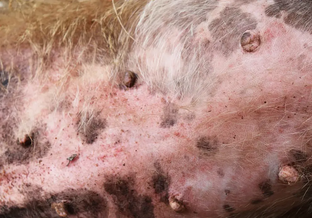 Alergia pokarmowa u psa: Skóra czy brzuch? Rozpoznaj objawy!