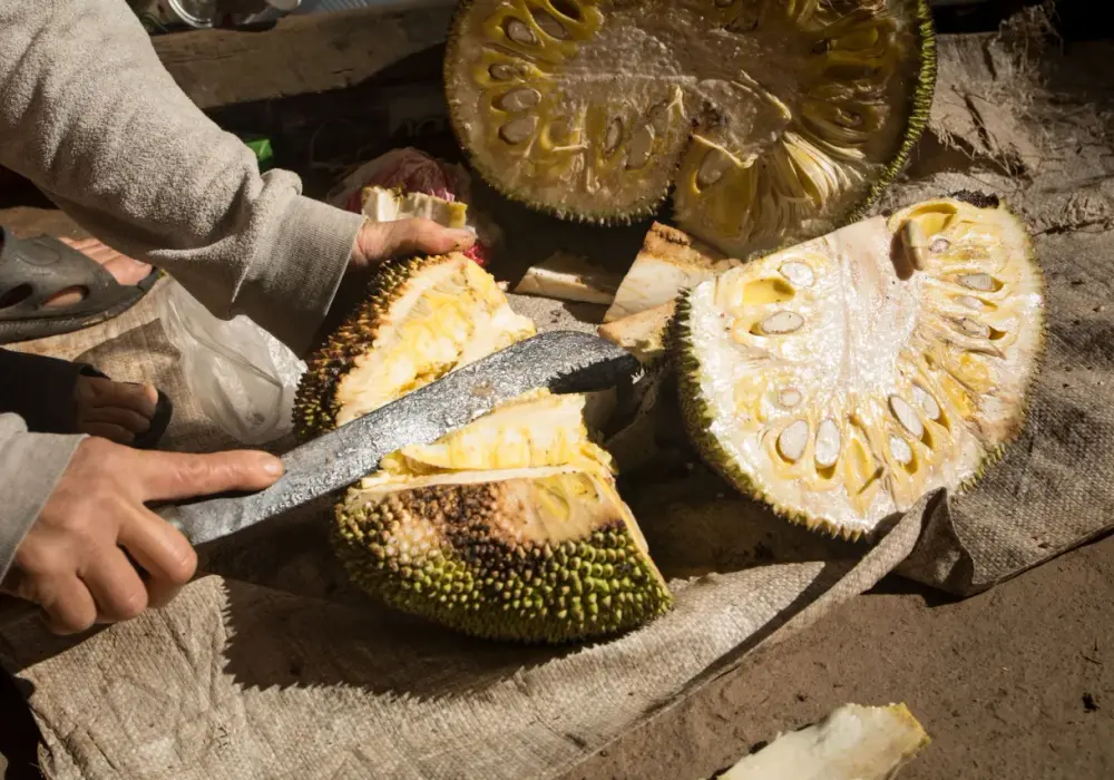 Jackfruit - owoc o dwóch twarzach? Jak go używać w kuchni