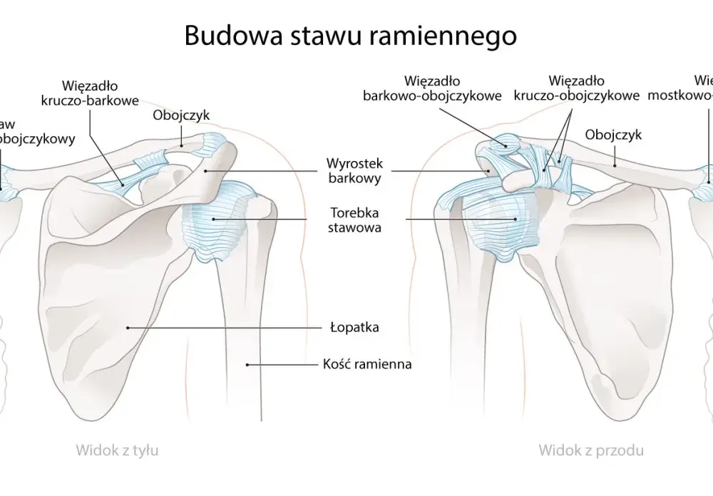Obojczyk - gdzie leży, dlaczego boli i kiedy do lekarza?