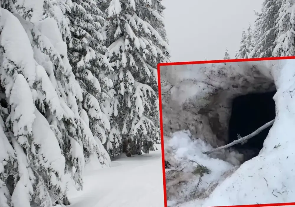 Gdzie niedźwiedzie śpią zimą? Tajemnice gawry i snu zimowego