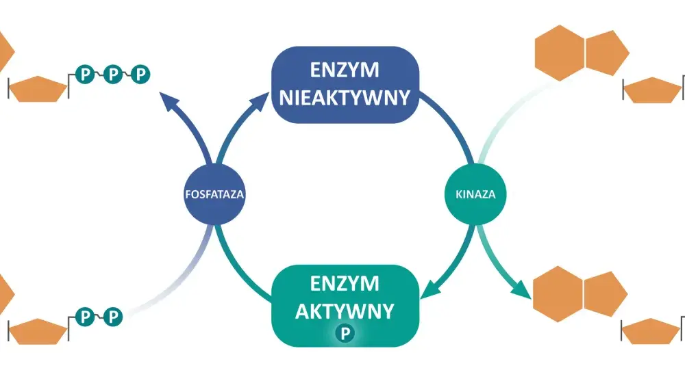 Enzymy - jak działają i od czego zależy ich aktywność?