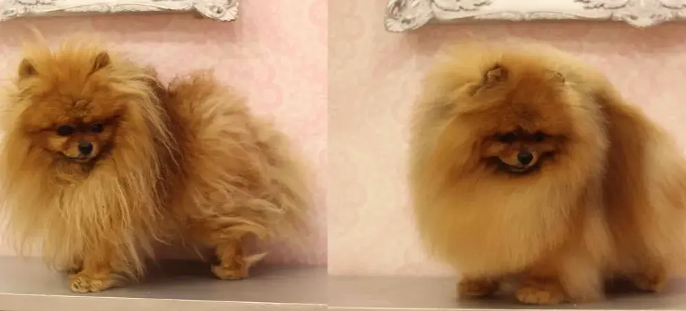 Kiedy pomeranian zmienia sierść i jak zadbać o jego futro