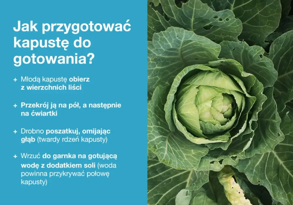Kapusta - Jak wybrać, przechowywać i gotować? Poradnik