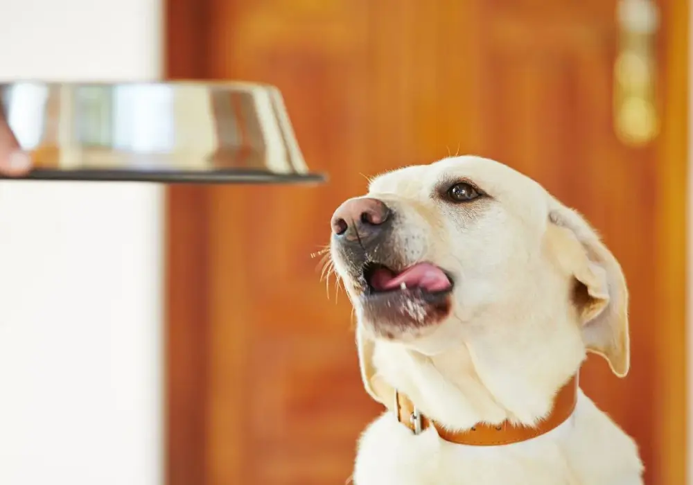 Syndrom głodowy labradora: Geny, choroba, czy dieta?