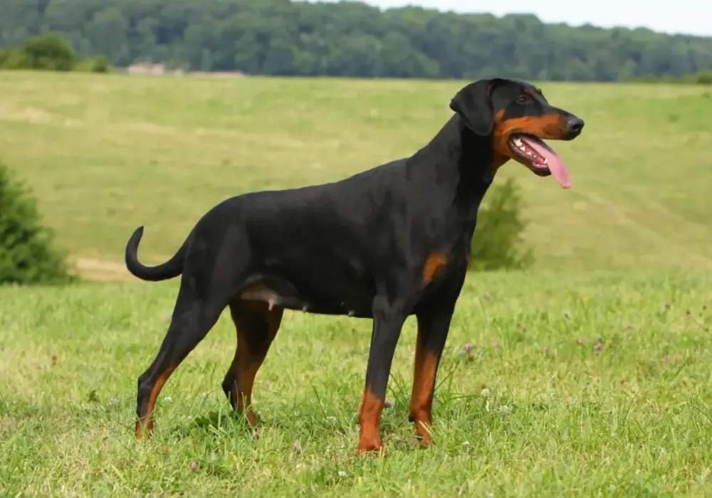 Doberman z ogonem: Prawo, wygląd i charakter - poznaj prawdę