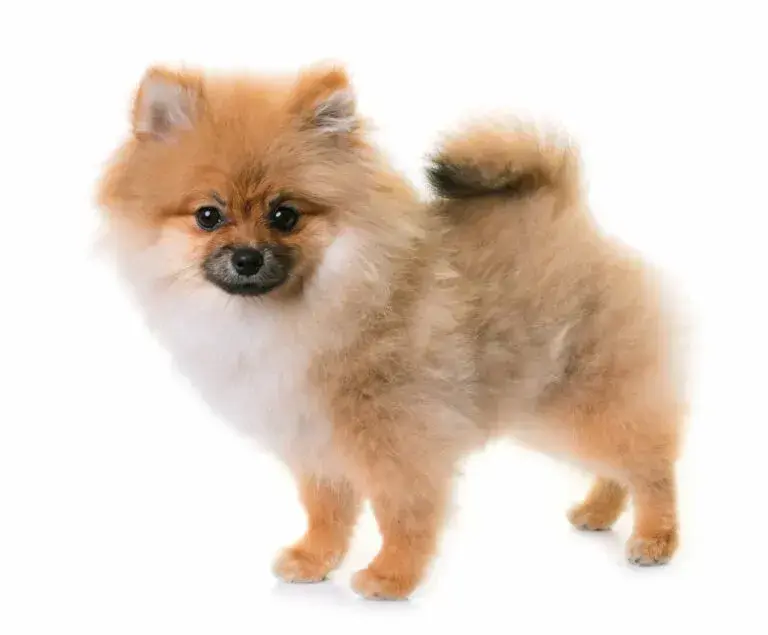 Kiedy pomeranian zmienia sierść? Kluczowe etapy i porady pielęgnacyjne
