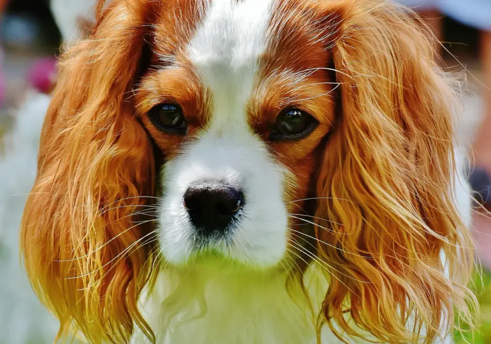 Cavalier King Charles Spaniel linieje? Praktyczny przewodnik i porady
