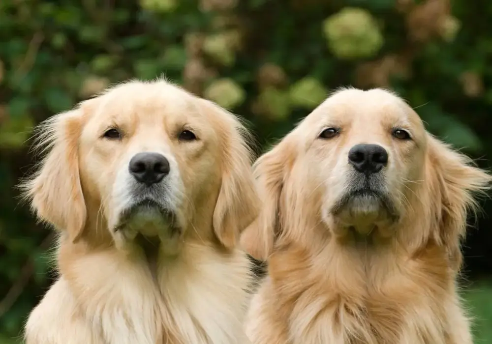Szelki dla Golden Retrievera: Jaki typ wybrać? Poradnik