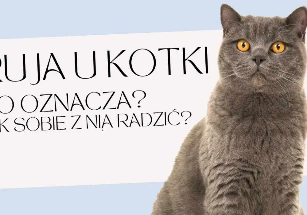 Kiedy kotka ma ruję? Poznaj objawy i cykle rui u kotek