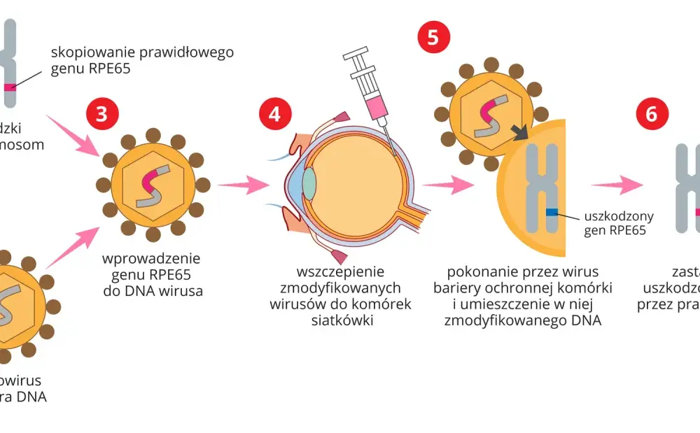 Wektor w biologii - Jak odróżnić nośnik genu od siewcy chorób?