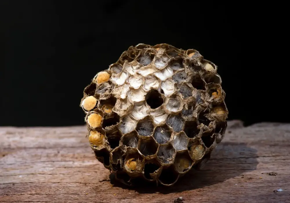 Czy osy zimują? Poznaj tajemnicę zimowania królowych os