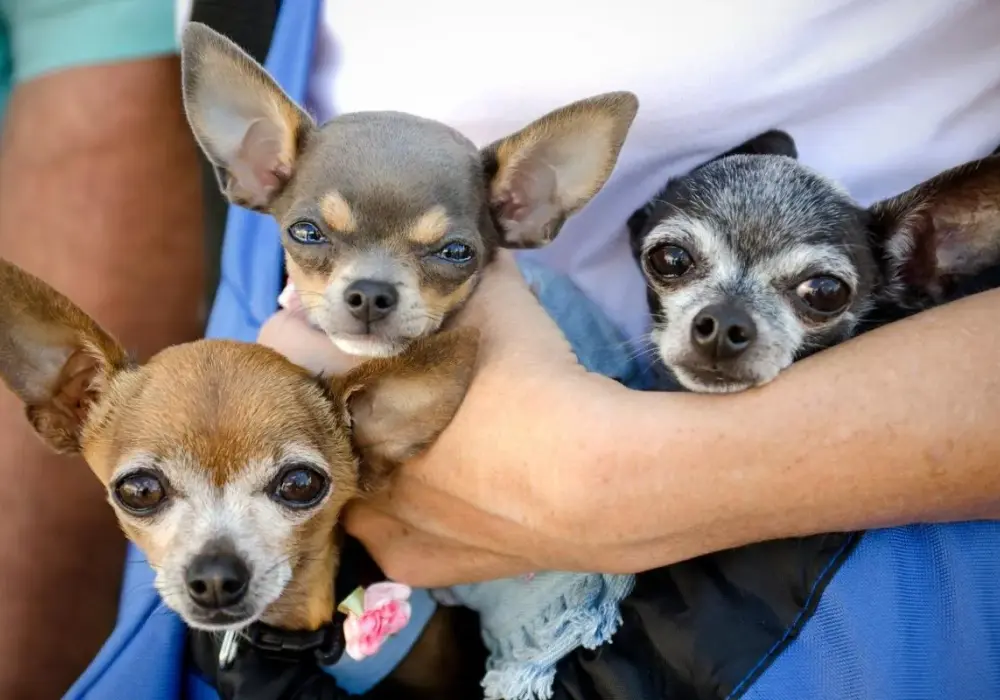 Chihuahua ciemiączko: Ochrona przed urazami głowy i wodogłowiem