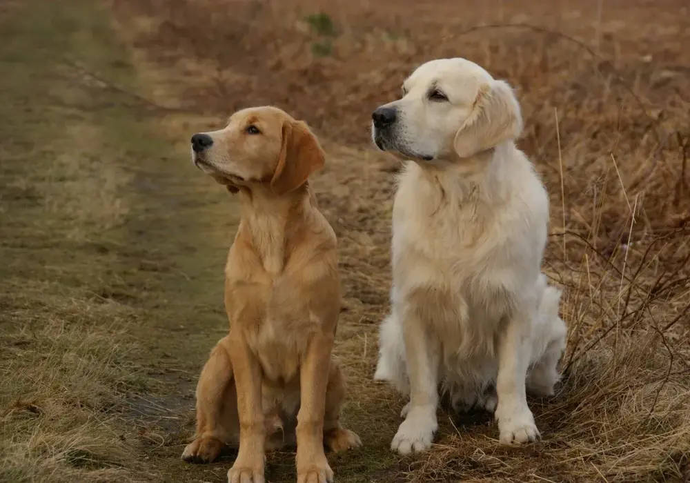 Golden vs Labrador: Którego psa wybrać? Porównanie ras