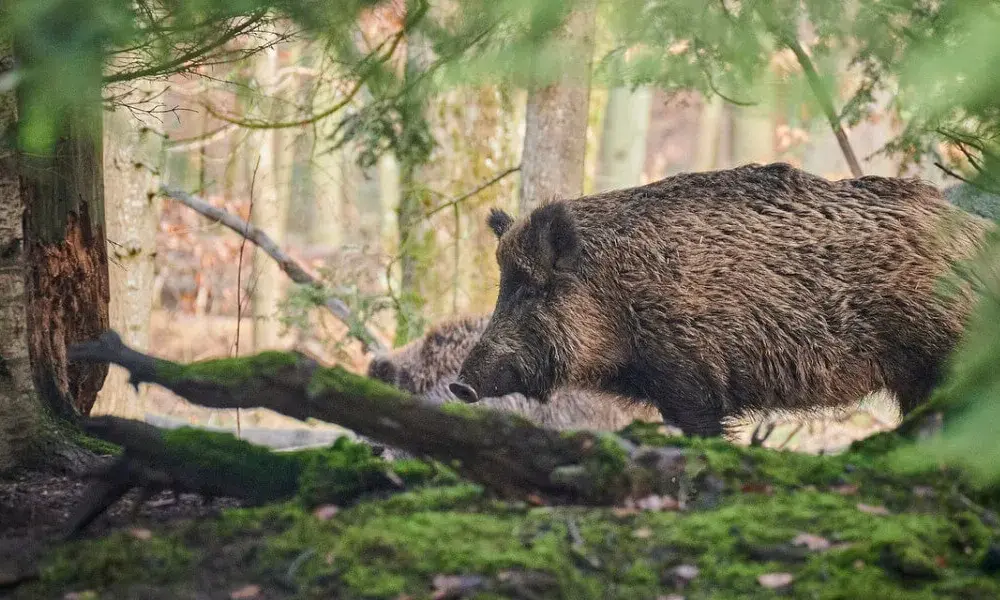 Co symbolizuje dzik we śnie? Poznaj duchowe znaczenie i interpretację snu