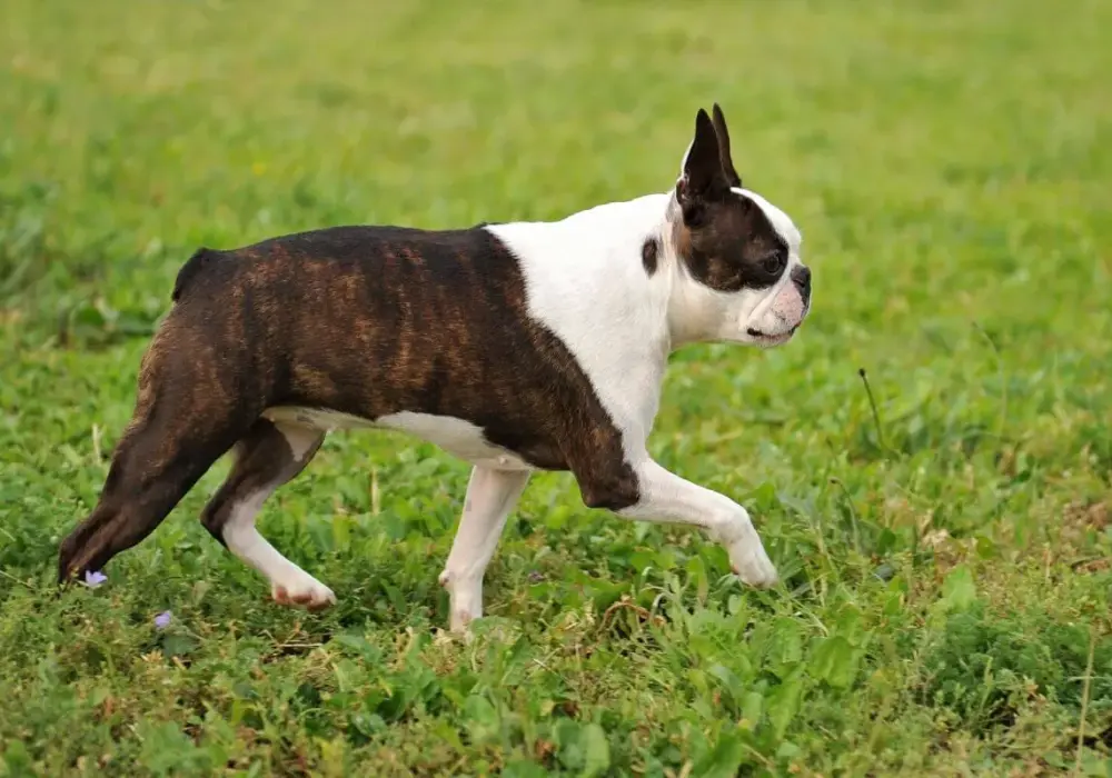 Boston Terrier vs Mops: Zdrowie, aktywność, koszty. Który dla Ciebie?