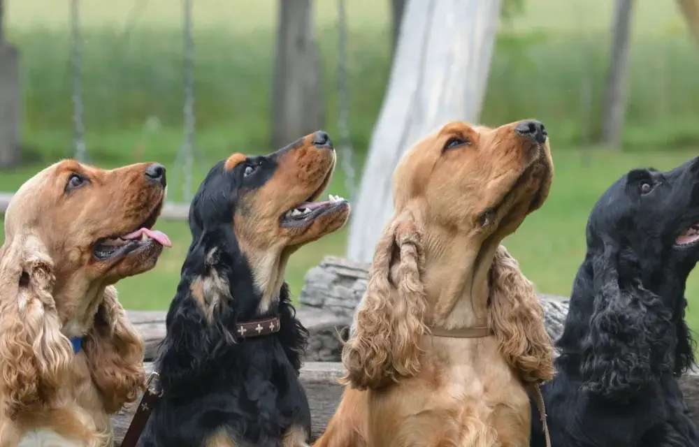 Cocker spaniel angielski: wszystkie kolory i wzory rasy
