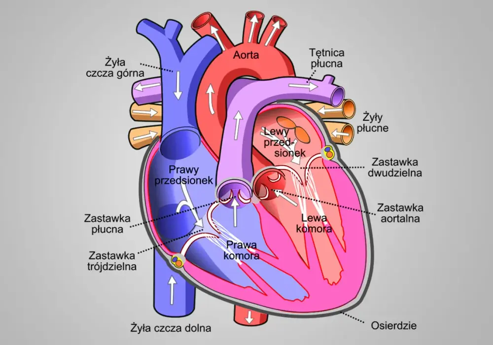 Budowa serca człowieka - Jak zrozumieć i zapamiętać anatomię?