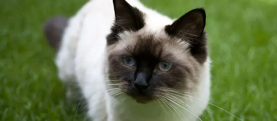 Czy Ragdoll gubi sierść? Odkryj prawdę o linieniu tych kotów
