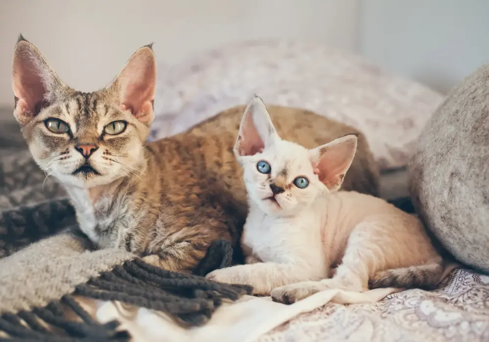Rasy kotów Devon Rex - poznaj ich unikalne cechy i wymagania