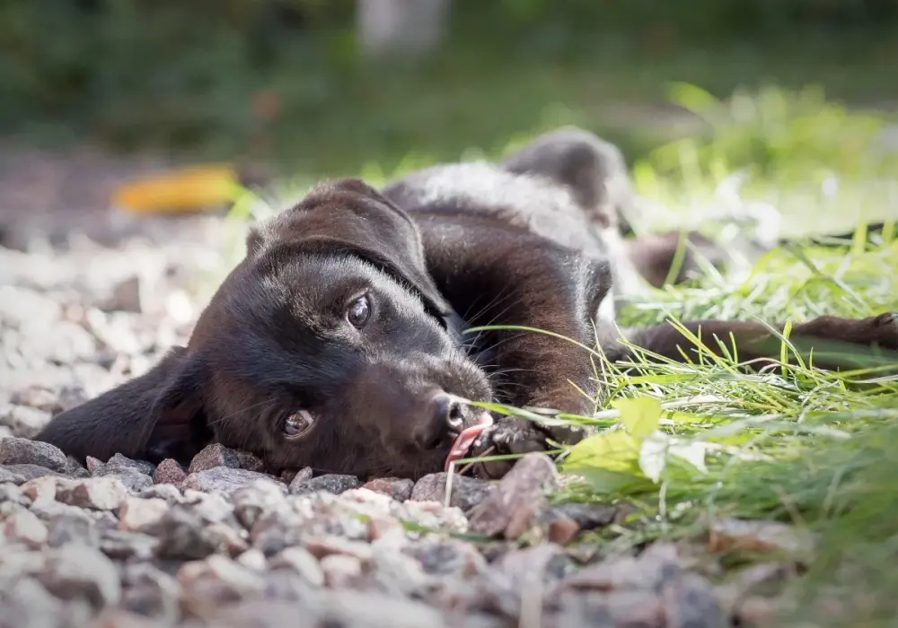 Adopcja psa z Dogomanii: Przewodnik krok po kroku
