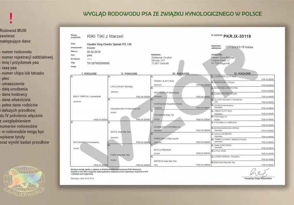 Rodowód eksportowy psa: Sprowadź szczeniaka z zagranicy bez ryzyka