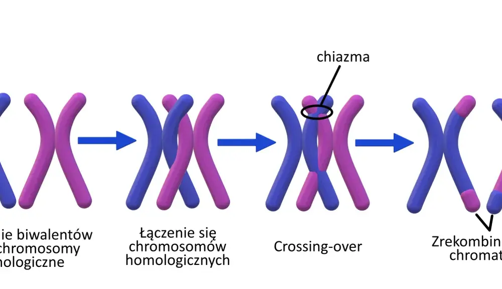 Crossing over - Przebieg, znaczenie i jak nie pomylić pojęć?