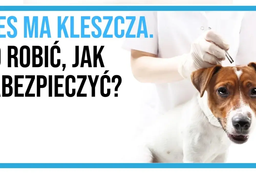 Pies apatyczny po kleszczu bez gorączki? Dlaczego to sygnał alarmowy