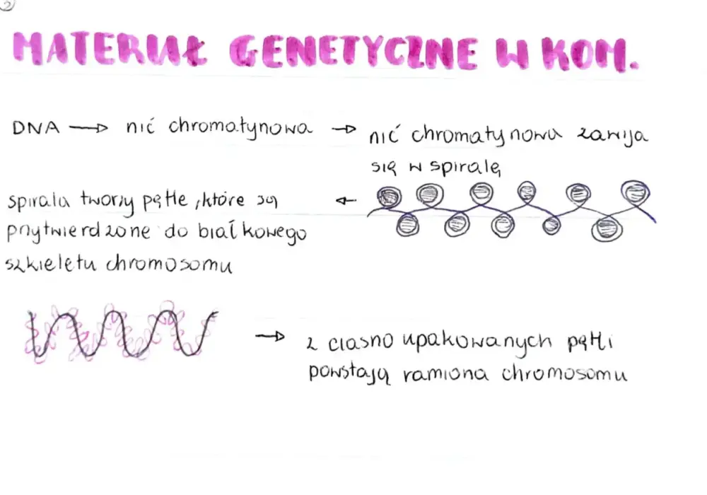 Organizacja materiału genetycznego - Jak zmieścić 2 metry DNA?