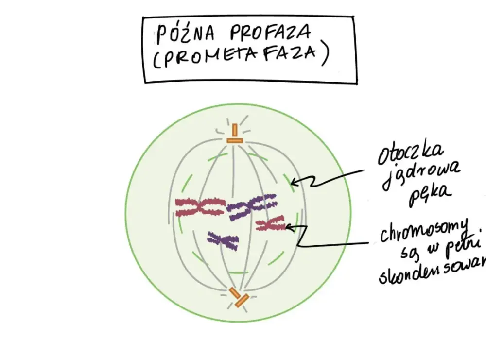 Mitoza i mejoza - Jak bezbłędnie odróżnić je na schemacie?
