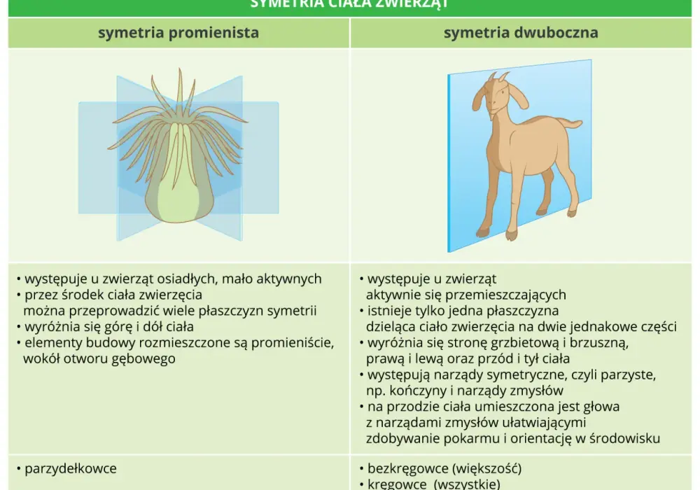 Podział zwierząt na grupy - Jak je rozróżnić bez wkuwania?