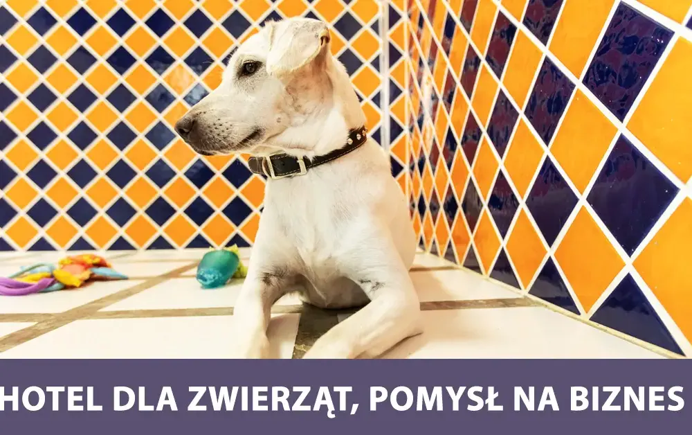 Jak założyć hotel dla psów: kluczowe kroki i ukryte koszty