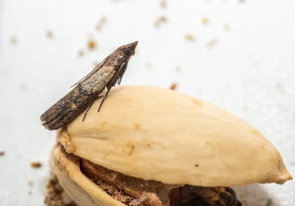 Mole spożywcze w przyprawach: Pozbądź się ich raz na zawsze!
