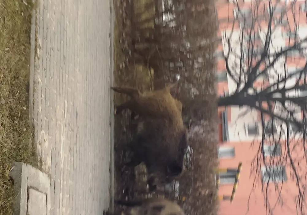 Co robić, gdy dziki na osiedlu stają się zagrożeniem?