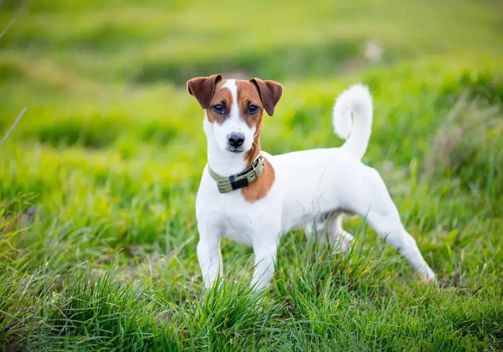 Jack Russell Terrier ma włosy czy sierść? Poznaj tajemnice jego futra