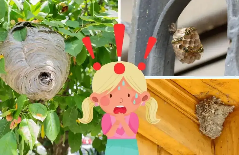 Skuteczne sposoby, jak pozbyć się os z balkonu bez ryzyka