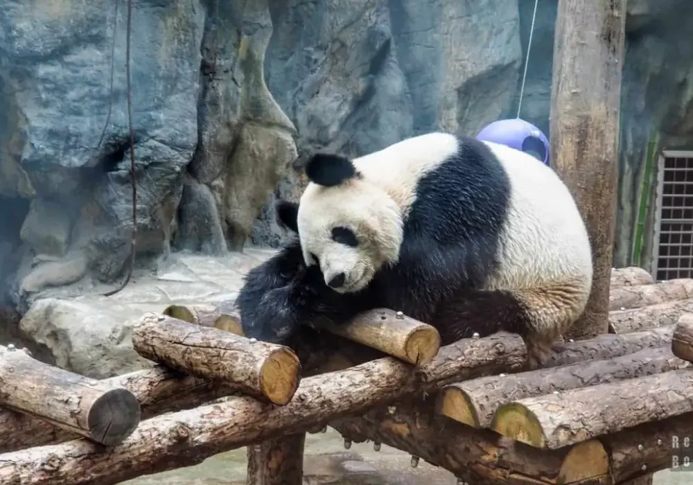 Panda w zoo - Wielka czy mała? Gdzie i kiedy ją zobaczyć?