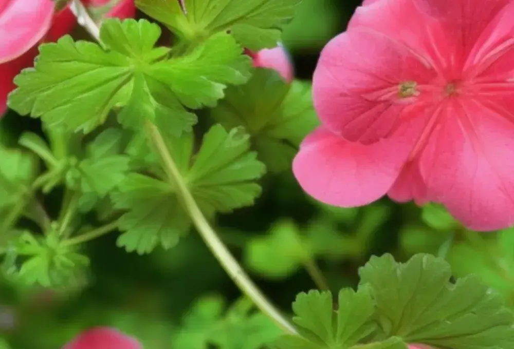 Jak zrobić samemu olejek z geranium i cieszyć się jego korzyściami