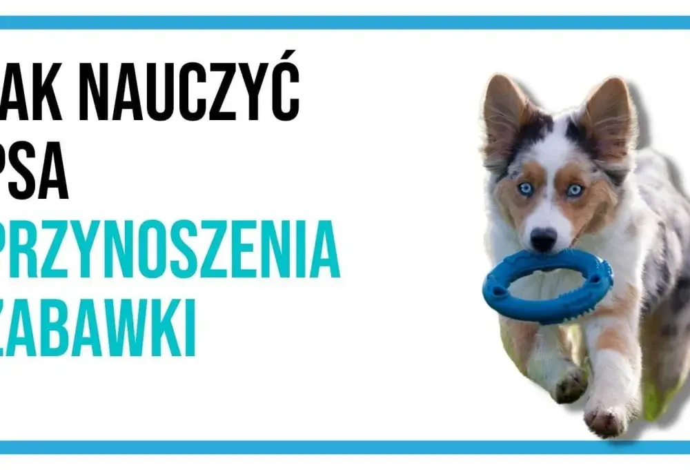 Jak nauczyć psa oddawać piłkę – skuteczne metody treningu i porady