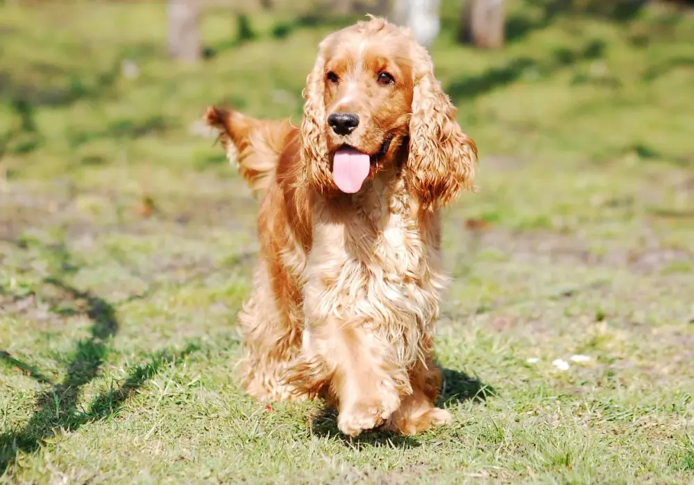 Ile powinien ważyć Twój cocker spaniel? Sprawdź idealną wagę