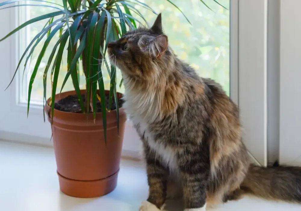 Dracena a koty: czy jest bezpieczna? Objawy i pomoc