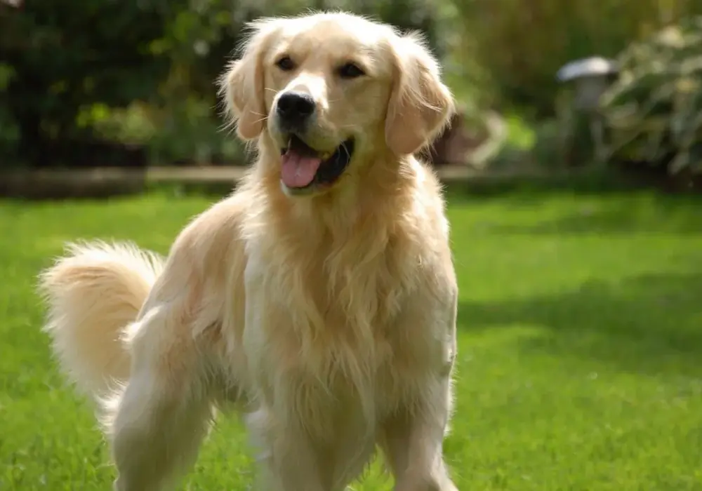 Golden retriever czy często choruje? Odkryj najważniejsze problemy zdrowotne