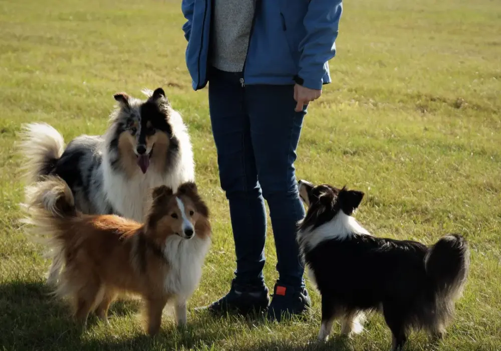 Owczarek Szetlandzki vs Collie: Kluczowe różnice i wybór psa
